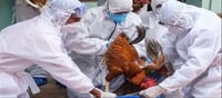 Does avian flu pose a greater risk than Corona?
